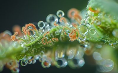 Exciting Updates in Washington State’s Cannabis Scene