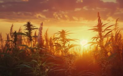 Oregon’s Cannabis Oversupply Crisis: What It Means for Consumers and Businesses
