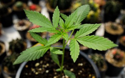 A Decade Later: Cannabis in Colorado Faces Challenges