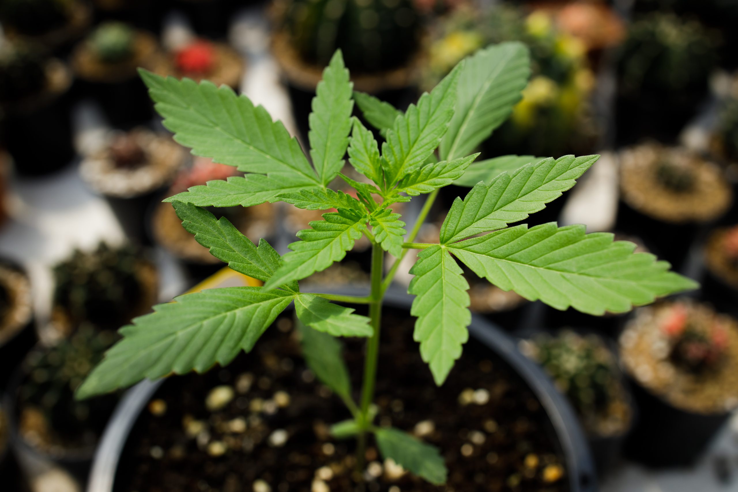High End Cannabis | Marijuana