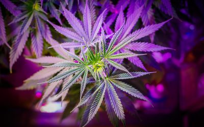 Exploring Sub X: Premium Cannabis