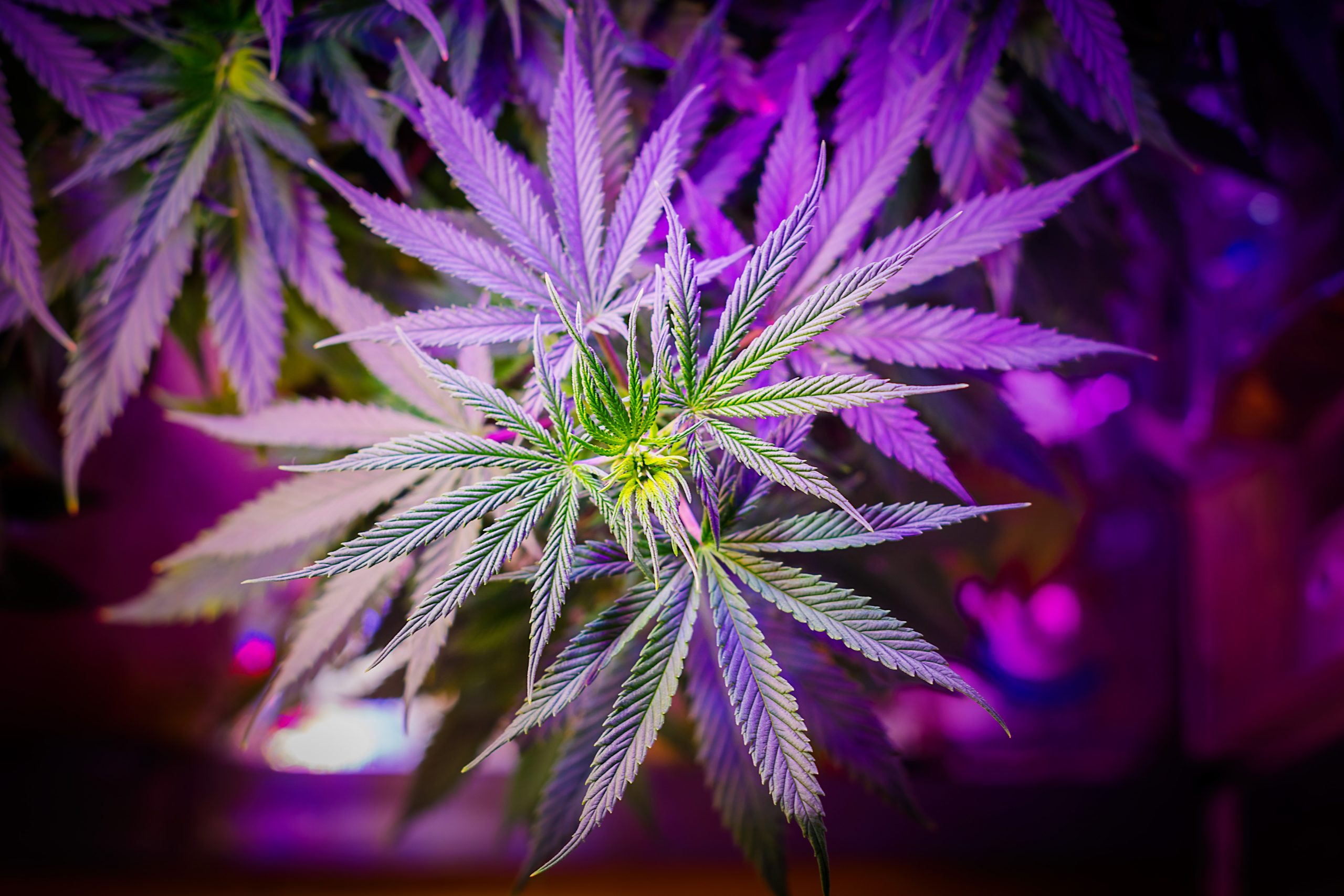 High End Cannabis | Marijuana