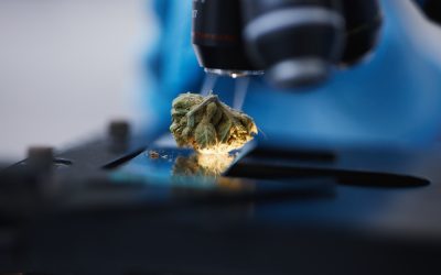 Public Health and Education: A Spotlight on Responsible Cannabis Use