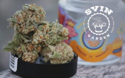 Exploring the Excellence of SVÍN Gardens