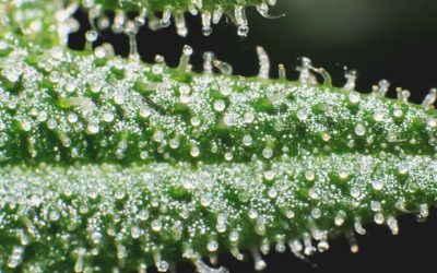Oregon’s SB 558 Opens the Door for Cannabis Sampling and Collaboration