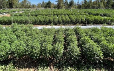 A Bright Chapter for the Cannabis Dispensary: What Momentum Looks Like Today