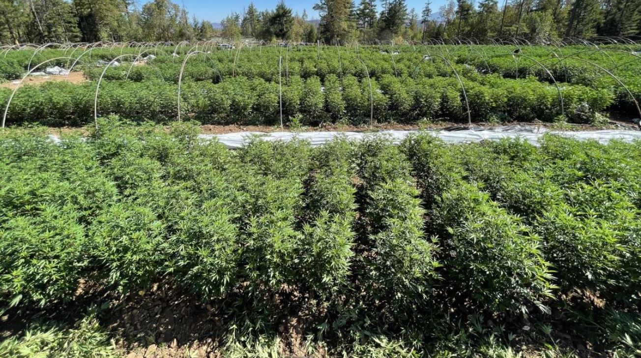 High End Cannabis High End Cannabis