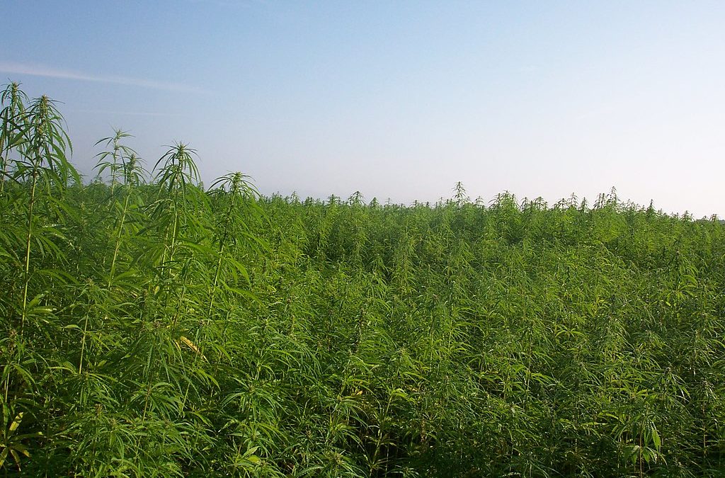 How the Federal Hemp Crackdown Is Reshaping the Cannabis Industry and What It Means for Farmers
