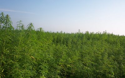 How the Federal Hemp Crackdown Is Reshaping the Cannabis Industry and What It Means for Farmers
