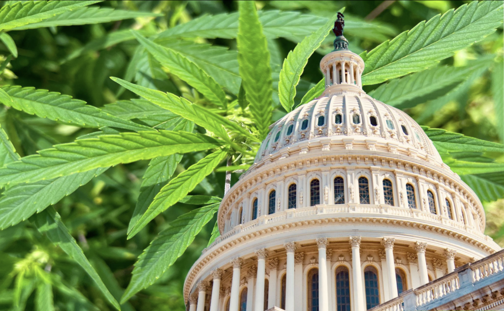 Marijuana Dispensary Cannabis