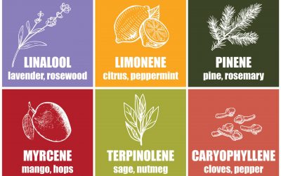 What Are Cannabis Terpenes? Here’s What Actually Matters